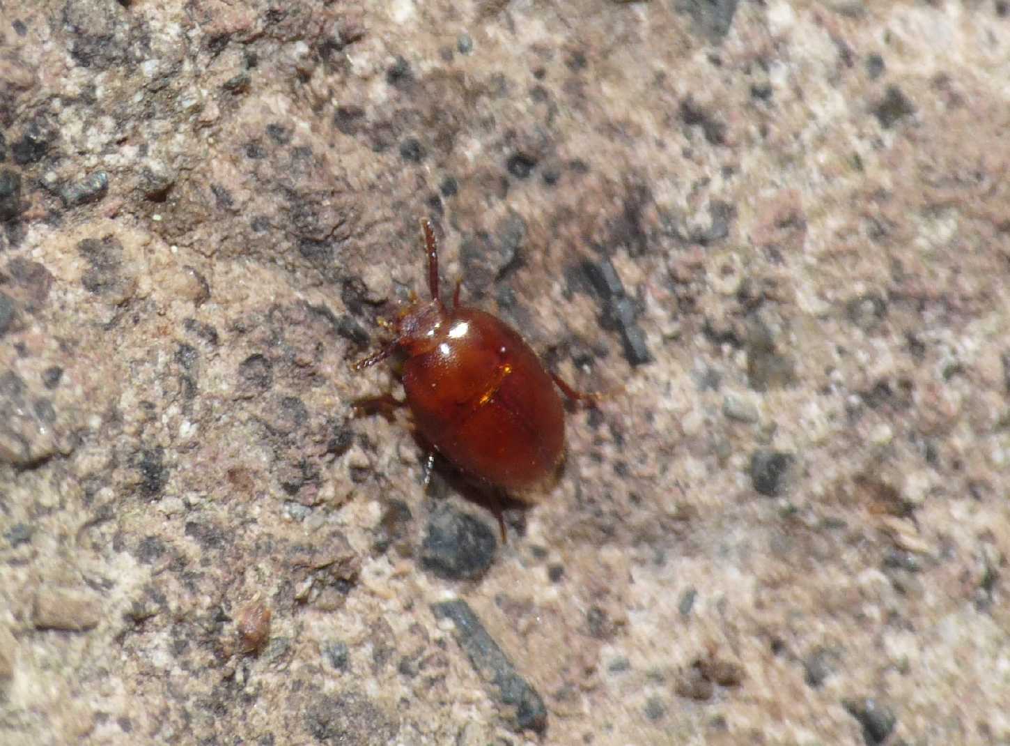 Cholovocera? No. Oochrotus unicolor (Tenebrionidae)